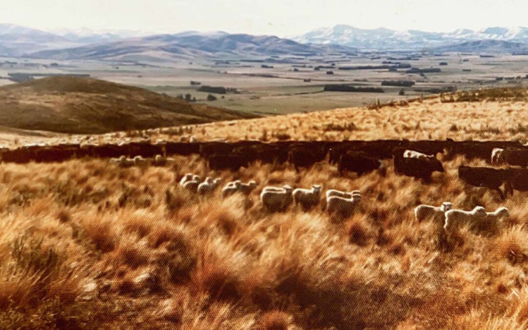 Ch 4. Cairn Peak Station Southland NZ